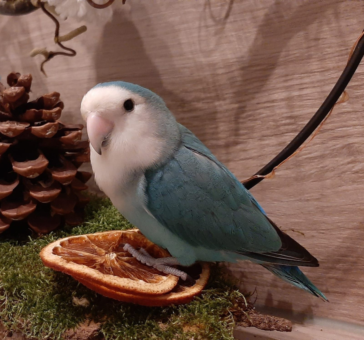 photo - Barbara Kregting